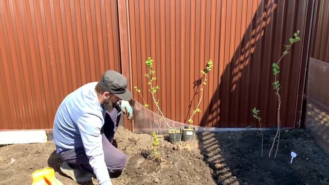 КАК ПОСАДИТЬ ДЕРЕВО ГРУША ЛЕСНАЯ КРАСАВИЦА , ЯБЛОНЯ БЕЛОЕ НАЛИВНОЕ РАНЕТКА , ЧЕРНОПЛОДНАЯ РЯБИНА смотреть онлайн