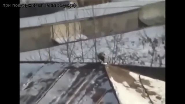 ворона катается на сноуборде. смотреть онлайн