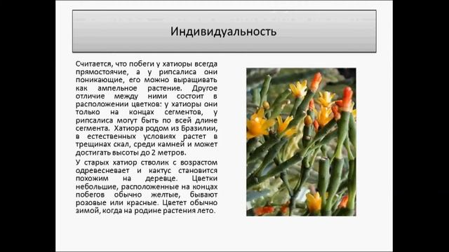 Хатиора   кактус танцующих костей