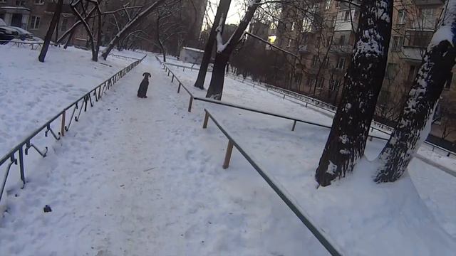 Невский Цербер Лемон Кисс Лима 4,5 мес. смотреть онлайн