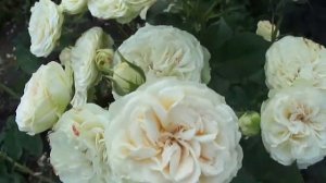 розы для сада......Пастелла