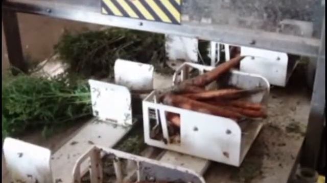 Морковь в пучках, мойка, упаковка, обвязка смотреть онлайн