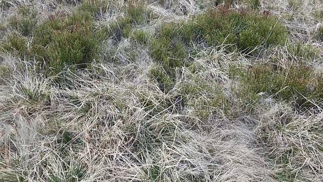 Карпатська чорна гадюка смотреть онлайн