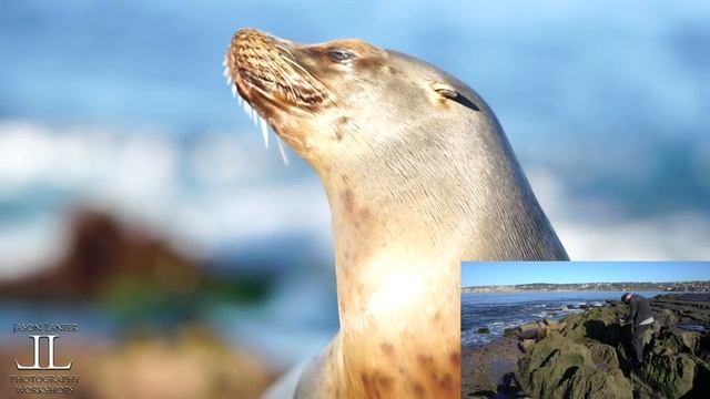 First shoot in Raw with the Sony A6500 w/ full frame lenses- shooting a wild sea lion-La Jolla, Ca смотреть онлайн