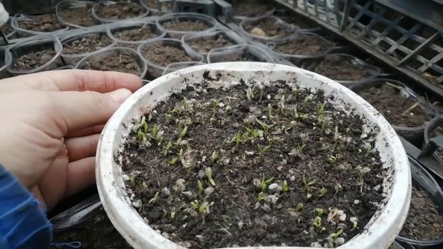 Краспедия взошла из своих семян! смотреть онлайн