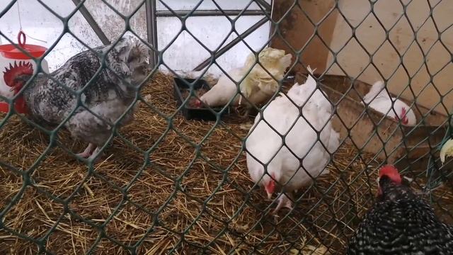 Мехеленская кукушка редких окрасов. смотреть онлайн