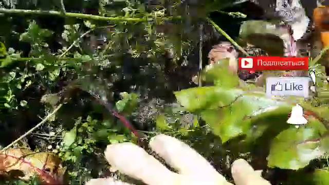 Ай, моркови грозит беда! смотреть онлайн