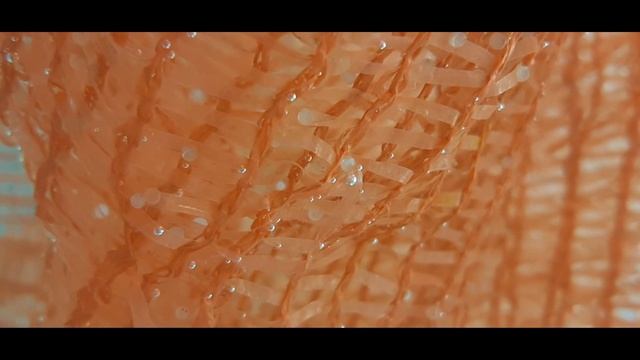 Размножение карпов кои. Икра 1 и 2 день. Koi carps breeding 1 and 2 day. コイの繁殖1日目と2日目. 第1天和第2天繁殖鯉魚 смотреть онлайн