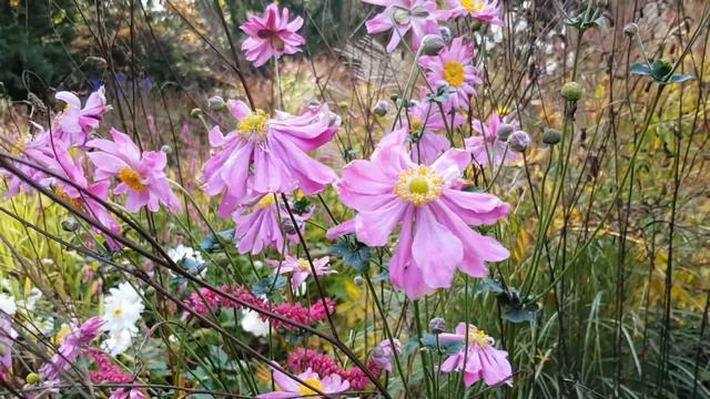 Anemone 'Prinz Heinrich' смотреть онлайн