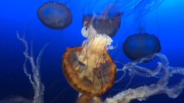Meet the Immortal Jellyfish (Turritopsis dohrnii) смотреть онлайн