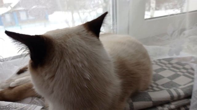 Влог феля спит🐈🐅5 июля родился 2022 году смотреть онлайн