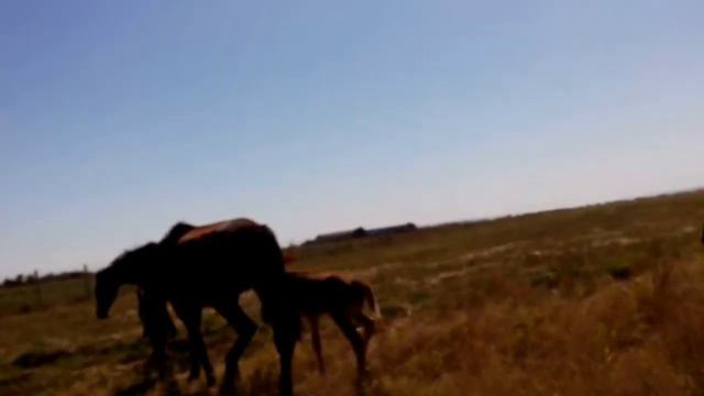 Крым. Громово. Лошадки. смотреть онлайн