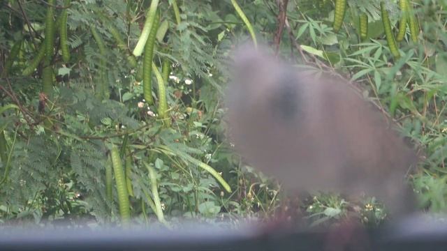 Problems with Sony FDR AX-53 handycam смотреть онлайн