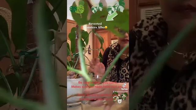 Propagating reverted Monstera Albo смотреть онлайн