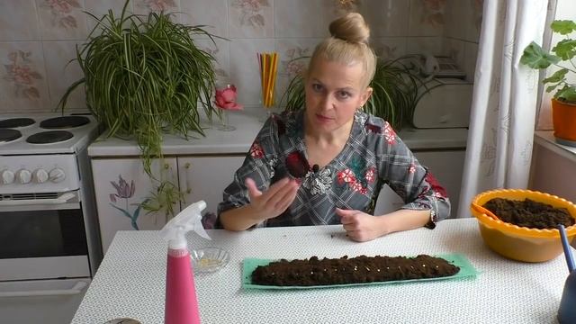 Перец на рассаду в улитке. Четыре главных принципа при посадке семян перца в улитки на рассаду. смотреть онлайн