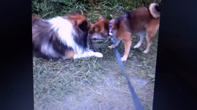 стелла смотреть онлайн