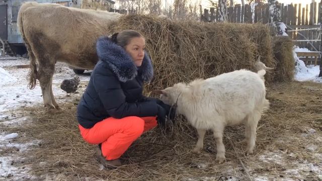 Как правильно выбрать козлёнка? Какого козленка нельзя брать на племя? смотреть онлайн