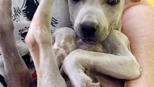 The poor puppy was wandering the streets alone.. He was ruthlessly thrown away by the owners.. смотреть онлайн