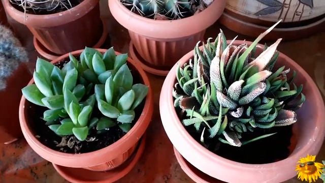 Комнатные цветы. Суккуленты. Начало новой коллекции.Крассулы. смотреть онлайн