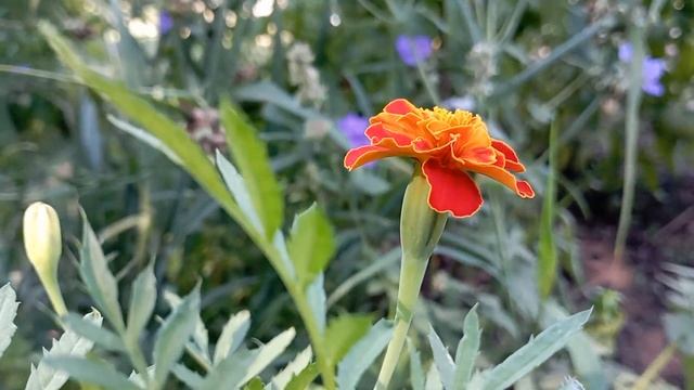 Салаты с Капустой