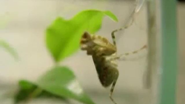 цветочный богомол смотреть онлайн