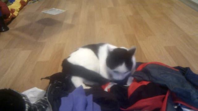 Странные эти коты!!! смотреть онлайн