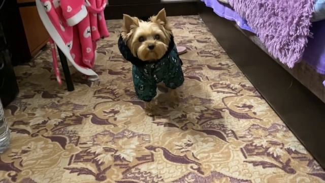 VLOG Мы вернулись. Распаковка смотреть онлайн