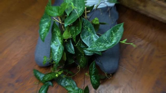 600 Gallon Jungle Vivarium is Leaking смотреть онлайн