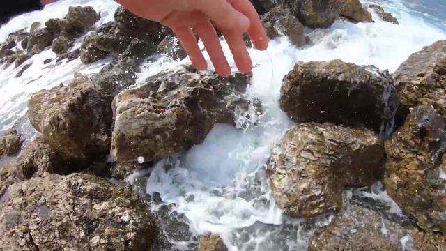 Рыба огурец и обзор этого странного морского существа смотреть онлайн