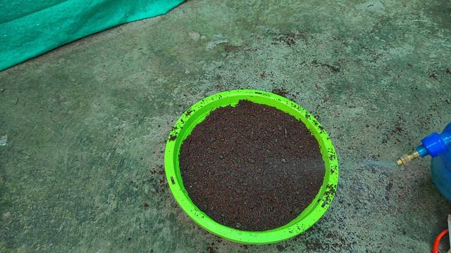How To Grow Petunia From Seeds At Home,witth Update