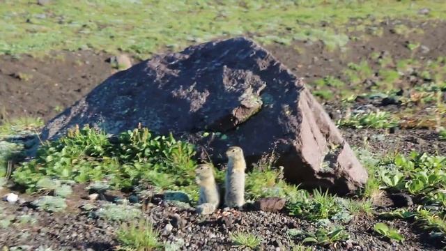 Евражки на Камчатке. смотреть онлайн