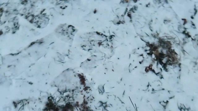 Кто-то выкинул кучу тараканов на снег смотреть онлайн