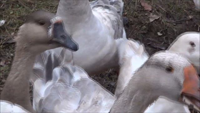 Гуси. утки. куры - дешёвая еда. Бревно - руки. рубанок = брус для забора. ДЕРЕВНЯ. смотреть онлайн