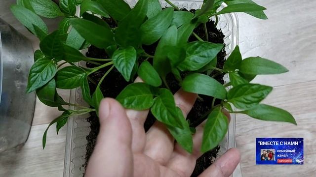 Едем снимать швы. На рассаде первые помидорки. Велосипедный сезон. смотреть онлайн