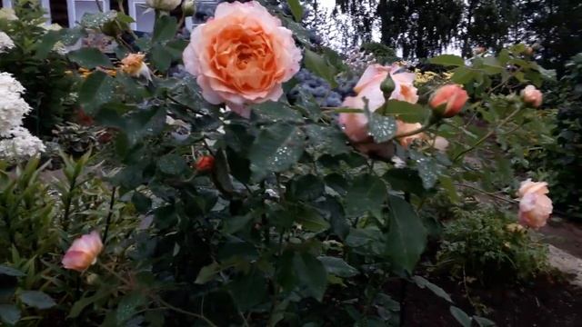 ✿➽ Роза Зоненвельт в августе 2020?? (покупка весной 2020)?? смотреть онлайн