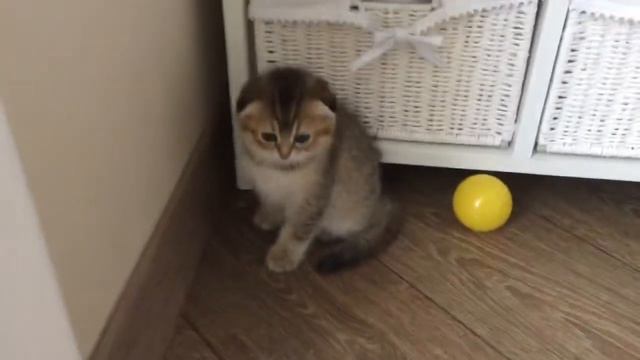 Вислоухая тикированная смотреть онлайн