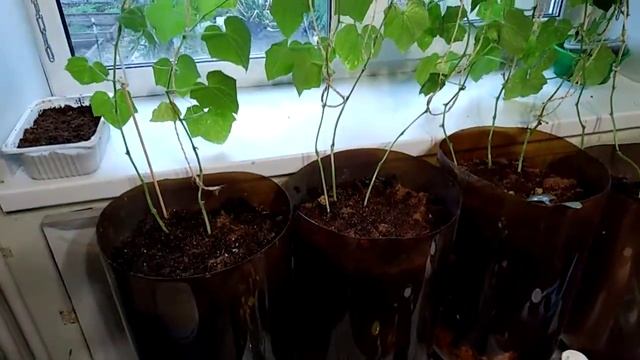 .Огурцы на подоконнике смотреть онлайн