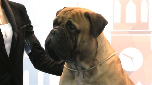 Bullmastiff Magic Force Idol of Many смотреть онлайн