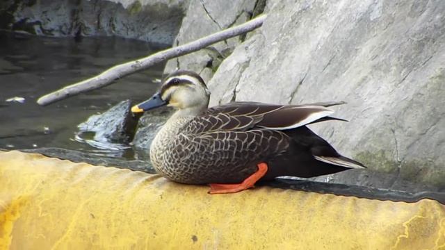 FujiFilm Finepixs  S9900W No.3