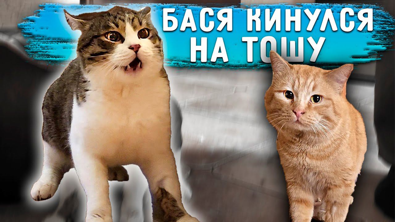 Бася кинулся на Тошу. ДРАКА. Обследование Рея и Баси перед операцией. Прекрасная ВЕСНА - Рей в лесу. смотреть онлайн