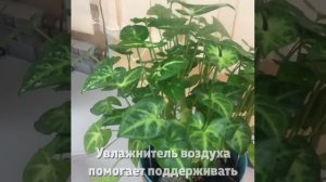 Используем увлажнитель воздуха для цветов и растений