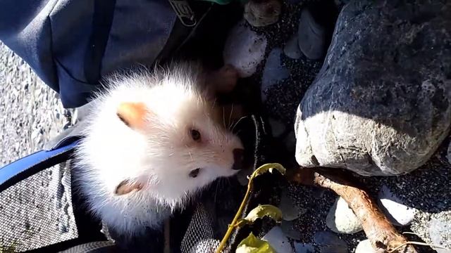 Белая енотовидная собака, глухой щенок с голубыми глазами смотреть онлайн