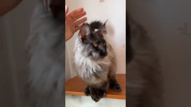 Тим, котенок мейн кун, 5 мес смотреть онлайн