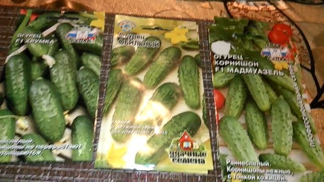 Сорта огурчиков для средней полосы,для посадки в открытый грунт смотреть онлайн
