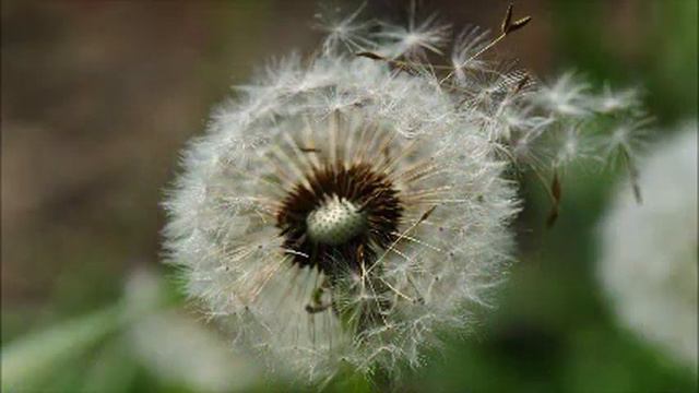 Casio CDP-230R Tone #476 Sweep Choir смотреть онлайн