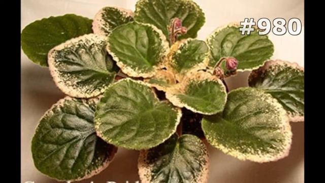 #980. Ирисы - самые яркие цветы смотреть онлайн