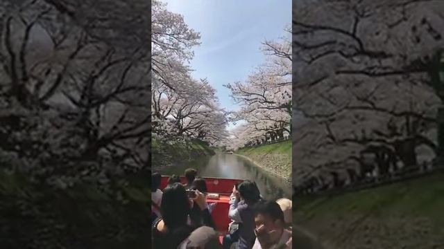❤️ Тунел от вишневи цветове по река Матсукава в Тояма Япония смотреть онлайн