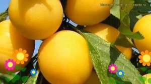 Алыча Мара. Краткий обзор, описание характеристик, где купить саженцы prunus cerasifera Mara