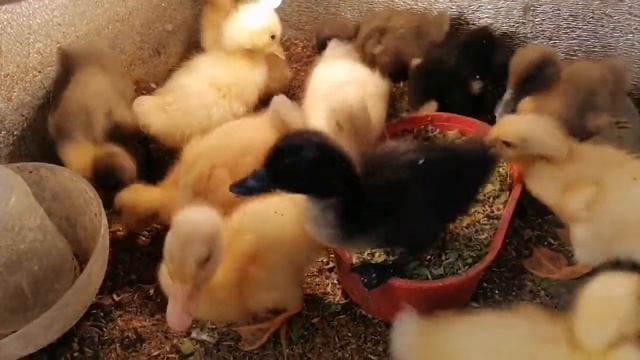 Ряды пустеют. Дома горят как спички. смотреть онлайн