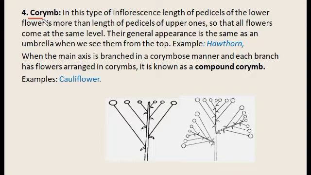 Racemose Inflorescence | Morphology Of Flowering Plants | Types Of Racemose Inflorescence #Botany